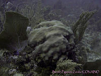 BFZ0012 Montastraea annularis.jpg