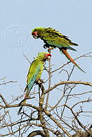 MASM07511 Ara militaris.jpg