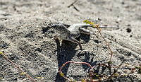 AAKVDH 0382 Callisaurus draconoides.JPG
