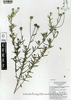 YPH4074 Aldama linearis.jpg