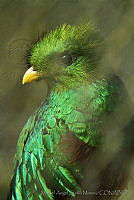 MASM05032 Pharomachrus mocinno.jpg