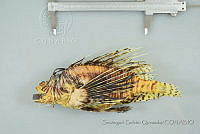 SGQ0118 Pterois volitans.jpg