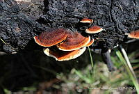 VPG001 Gloeophyllum sepiarium.jpg