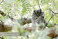 29_LV0064 Megascops kennicottii.jpg