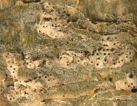 ABP195 Triposporium ochroleucum.jpg
