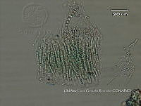 KT016 0027 Kyrtuthrix sp..jpg
