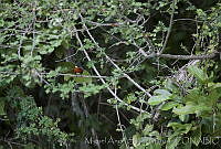 MASM01000 Chloroceryle americana.jpg
