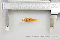 RQTG1148 Poeciliopsis gracilis.jpg