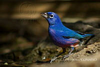 HCR001 Passerina ciris.jpg