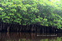 ME003 0165 Manglar.jpg