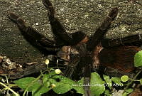 JCC0099 Brachypelma kahlenbergi.JPG