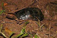 RLM0018 Kinosternon acutum.jpg