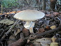 HHT001 Agaricus augustus.jpg