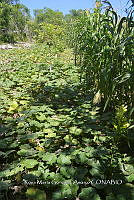SG019 0291 Cucurbita, Carica, Zea mays.jpg