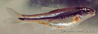 EMRDT002-5 Notropis moralesi.jpg