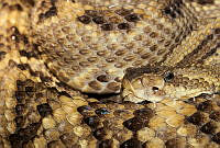 JEPS003 Crotalus simus.jpg