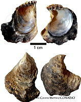 KT014 0275 Isognomon janus.JPG