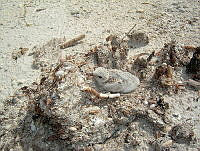 APM0022 Sternula antillarum.jpg