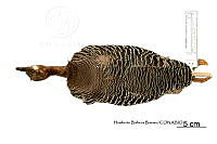 ME006 Aves 0666 Crypturellus cinnamomeus.jpg