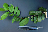 ME010 KV 01549 Celtis iguanaea (Jacq.) Sarg., 1895_.JPG