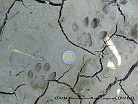 PJ016 0465 Leopardus wiedii.JPG