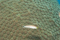 IDG1710 Perciformes.jpg
