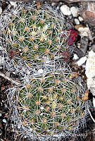 OTVHK040-897 Tallo Mammillaria napina.TIF