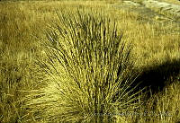 3968 Muhlenbergia macroura.jpg