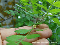 MEGA 0592 Bursera laxiflora.JPG
