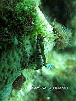 NE018 0528 Felimare bayeri.jpg