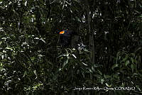 JRRO0256 Agelaius phoeniceus.jpg