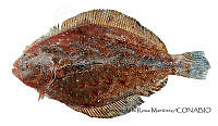 SRM0087 Xystreurys liolepis.jpg