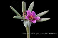 Atleq 0706 Portulaca pilosa L..jpg