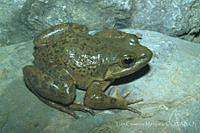LCM0187 Lithobates johni.jpg