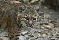 MASM04996 Lynx rufus.jpg