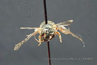 CGVM1178 Dianthidium heterulkei.jpg