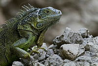 MASM05026 Iguana iguana.jpg