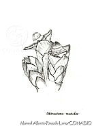 MARL0446 Mitrastemon matudae.jpg