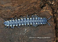 JBV041 Chromodesmus potosianus.JPG