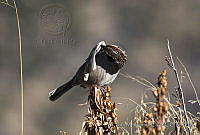 IMDOC0393 Oriturus superciliosus.jpg