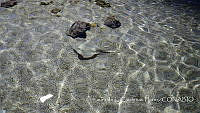 LCF0391 Myliobatis sp..jpg