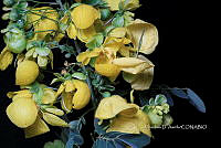 Yolox 3707 Senna sp..jpg