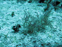 BDP0101 Laurencia intricata.jpg