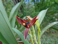 JF092 1398 Maxillaria cuculata.jpg