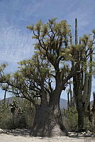 MASM00436 Beaucarnea gracilis.jpg