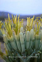 RG019 0399 Agave rhodacantha.jpg