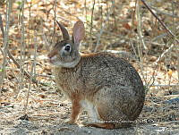 MCS IM0077 Sylvilagus graysoni graysoni.jpg