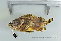 SGQ1107 Scorpaena mystes.jpg