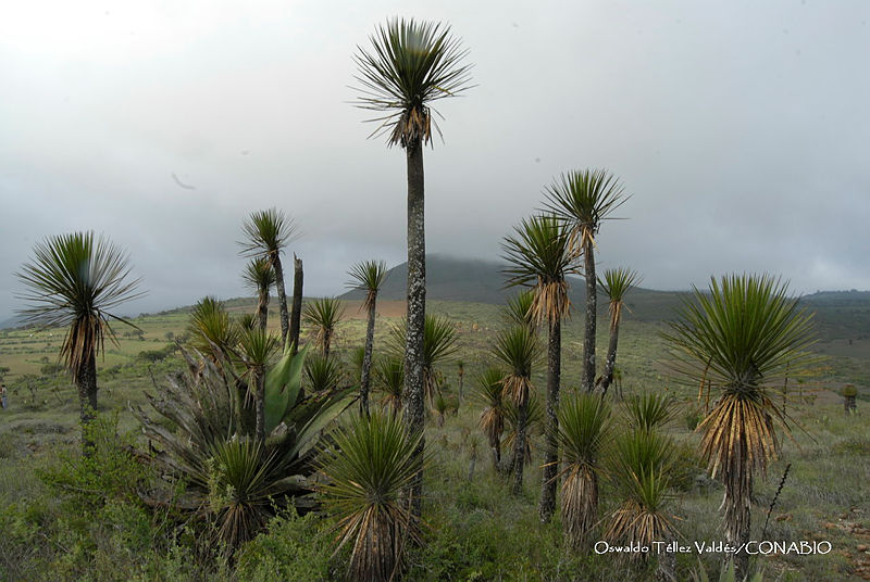 OTVHK040 290%20Yucca%20periculosa.TIF.nCje5Iv0MbkFZT9jQA0A.3AkzCAyDfK