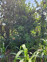 SG019 0091 Beaucarnea y Zea mays.jpg
